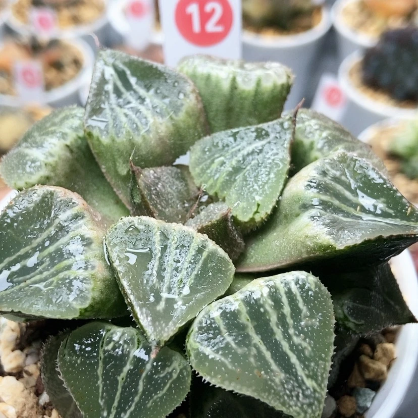 【闪购商品】春雷12