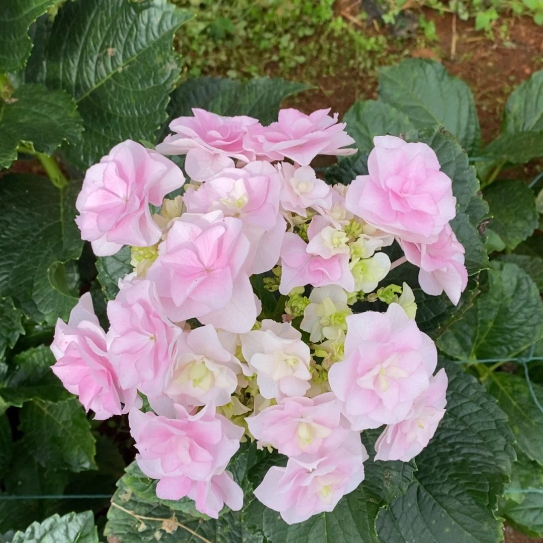 288号绣球/有色差介意勿拍/3单正价冷链包邮/偏远补运费发德