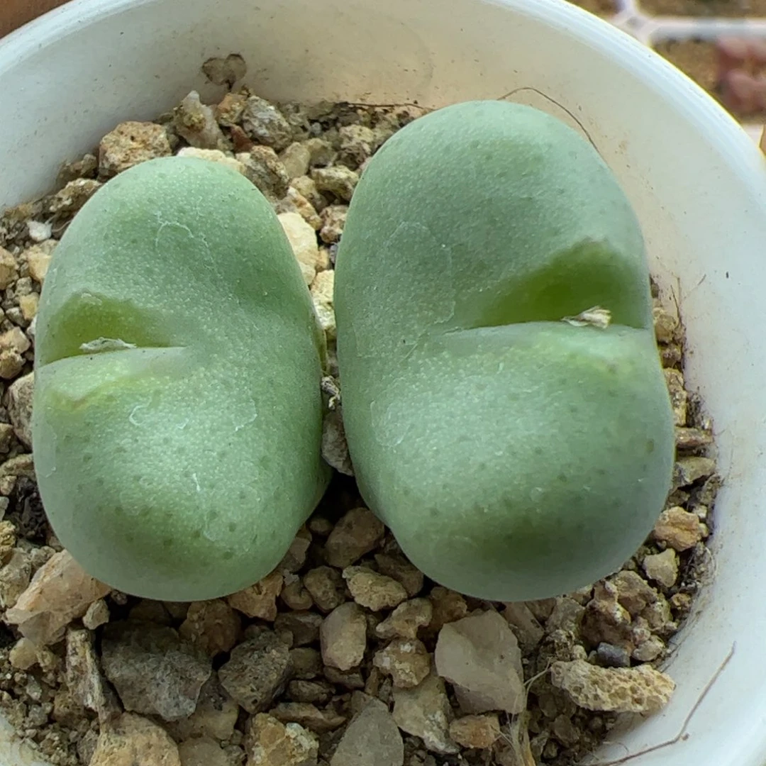 大家过年好22790