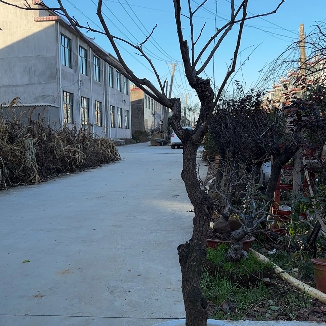 无花朵柿树盆景造型盆栽花卉