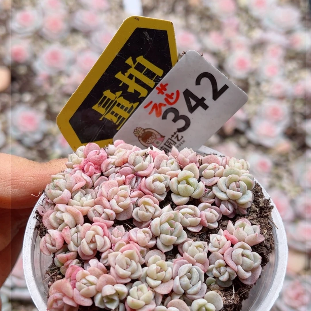 多肉植物多肉植物