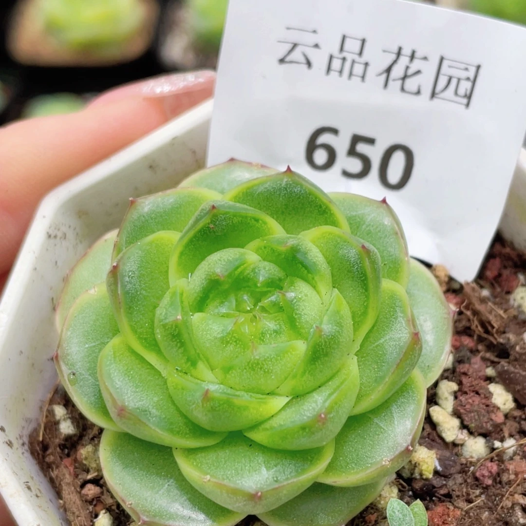 650号糖心冰心珍妮 爱彼