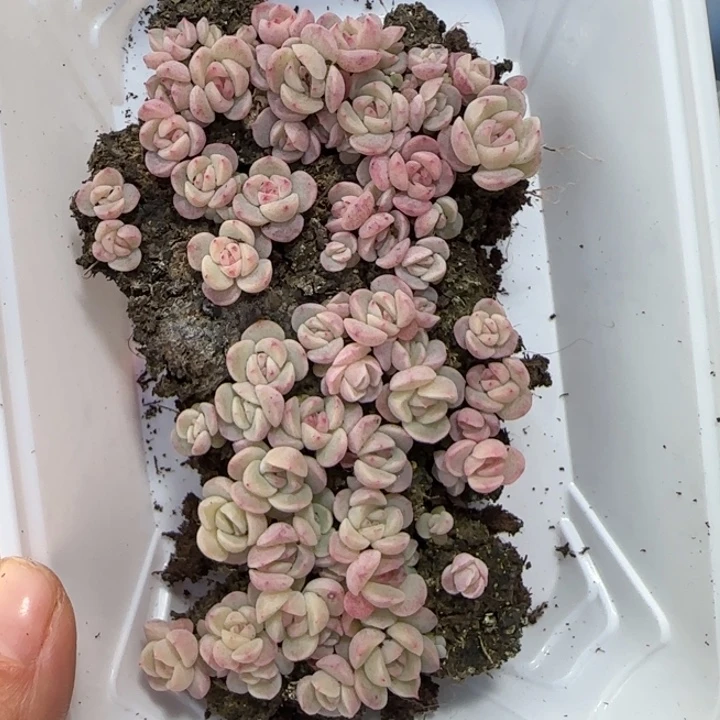 65号粉体种播苗一盒