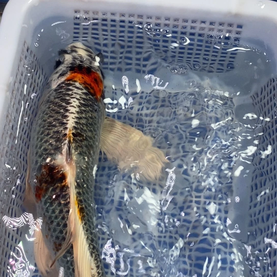 锦鲤冷水锦鲤包邮