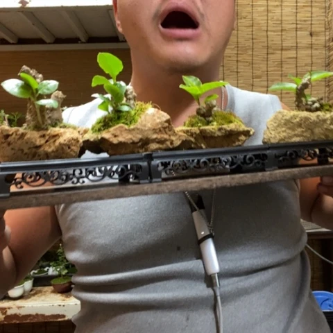 红陶长托吸水石三七一个