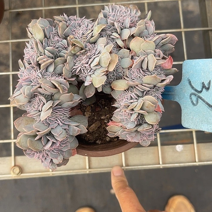 两单包邮，一物一拍36天赐缀