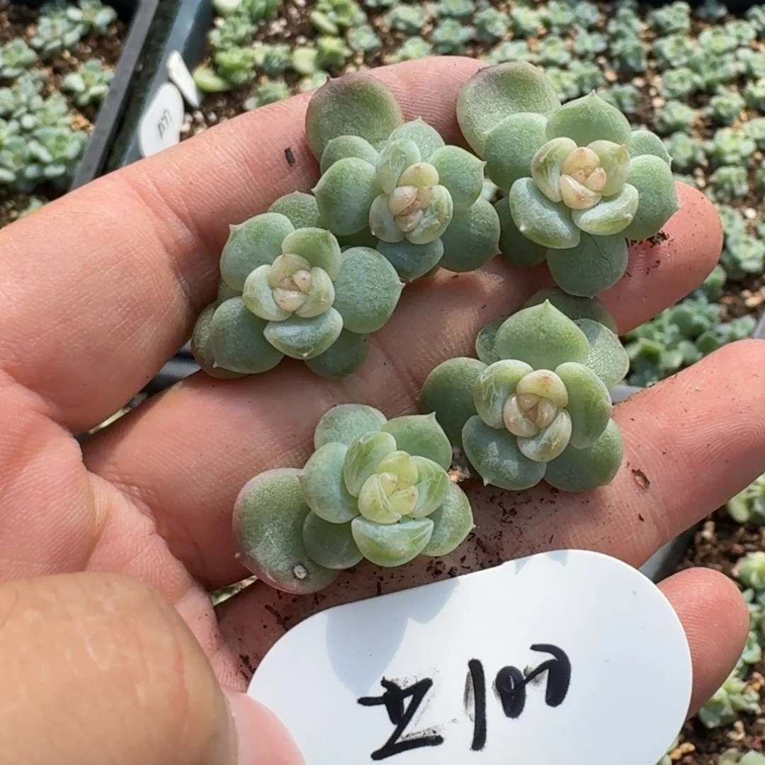 如图优选麦芽珍妮100叶插1个