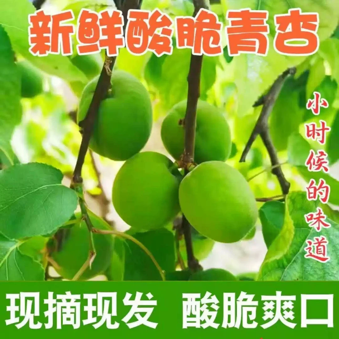 【软核】小青杏酸青杏绿杏子当季1/2斤农家杏子孕妇水果新鲜