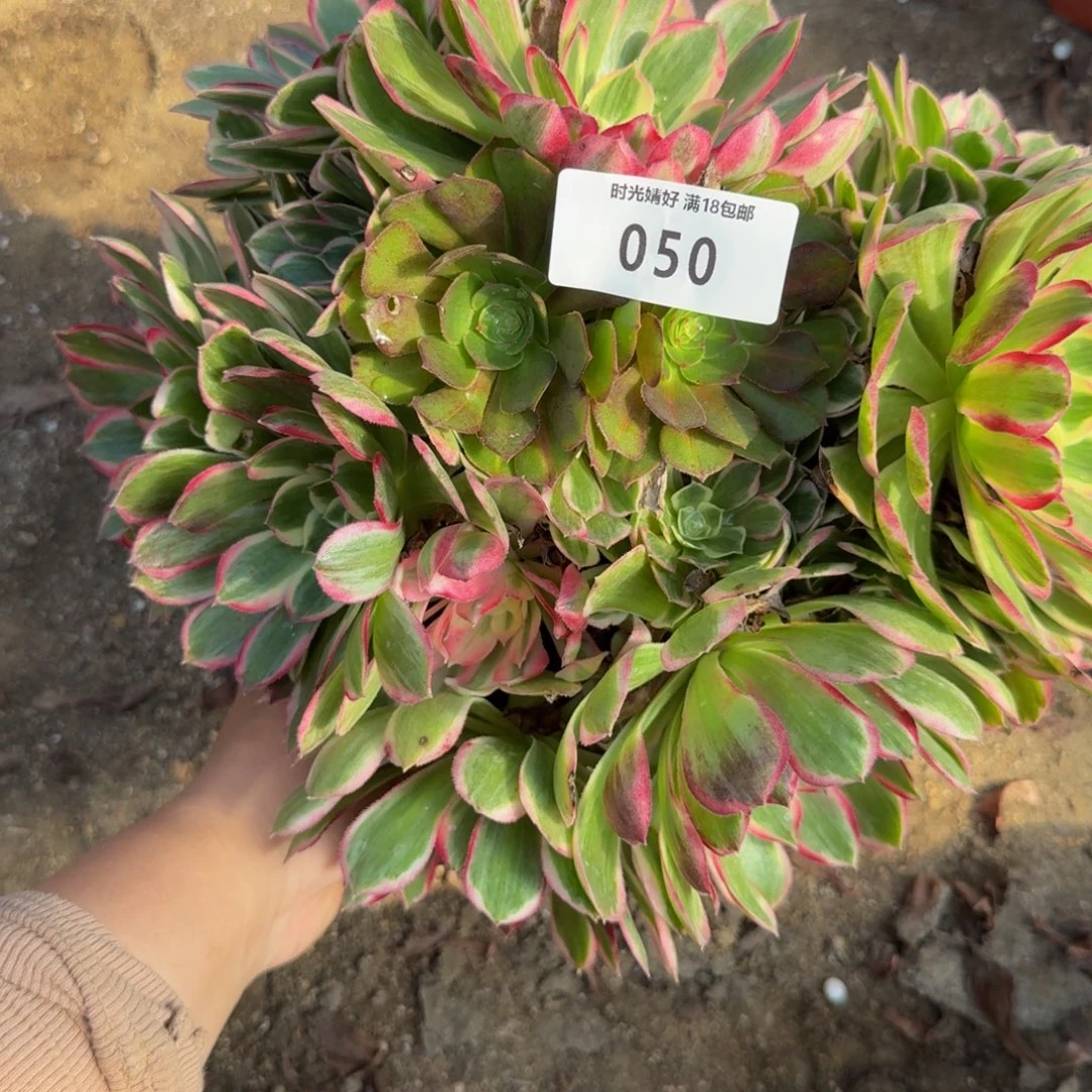 050孔雀翎。多肉植物