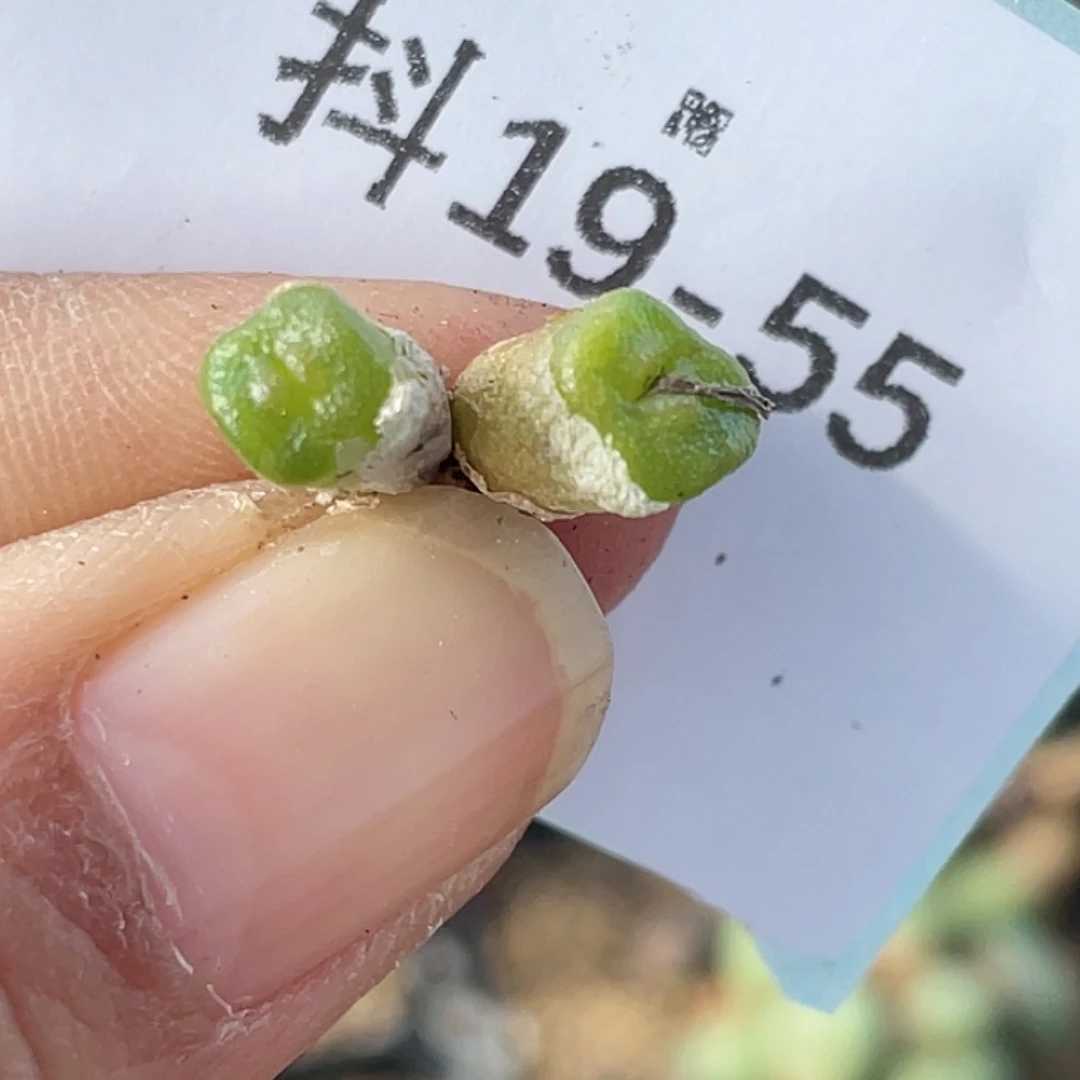 19-55方糖多肉植物