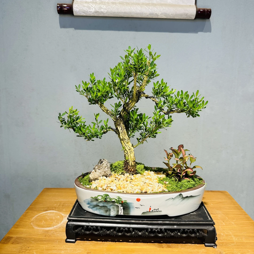 老桩造型黄杨+云海手绘陶瓷盆+接水盘