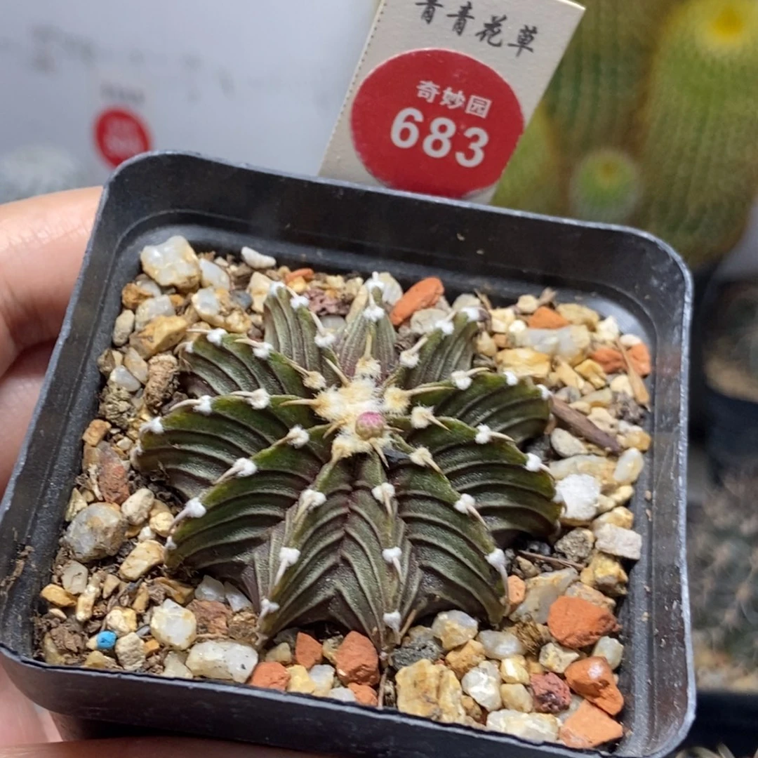 单刺肋骨牡丹一颗仙人球