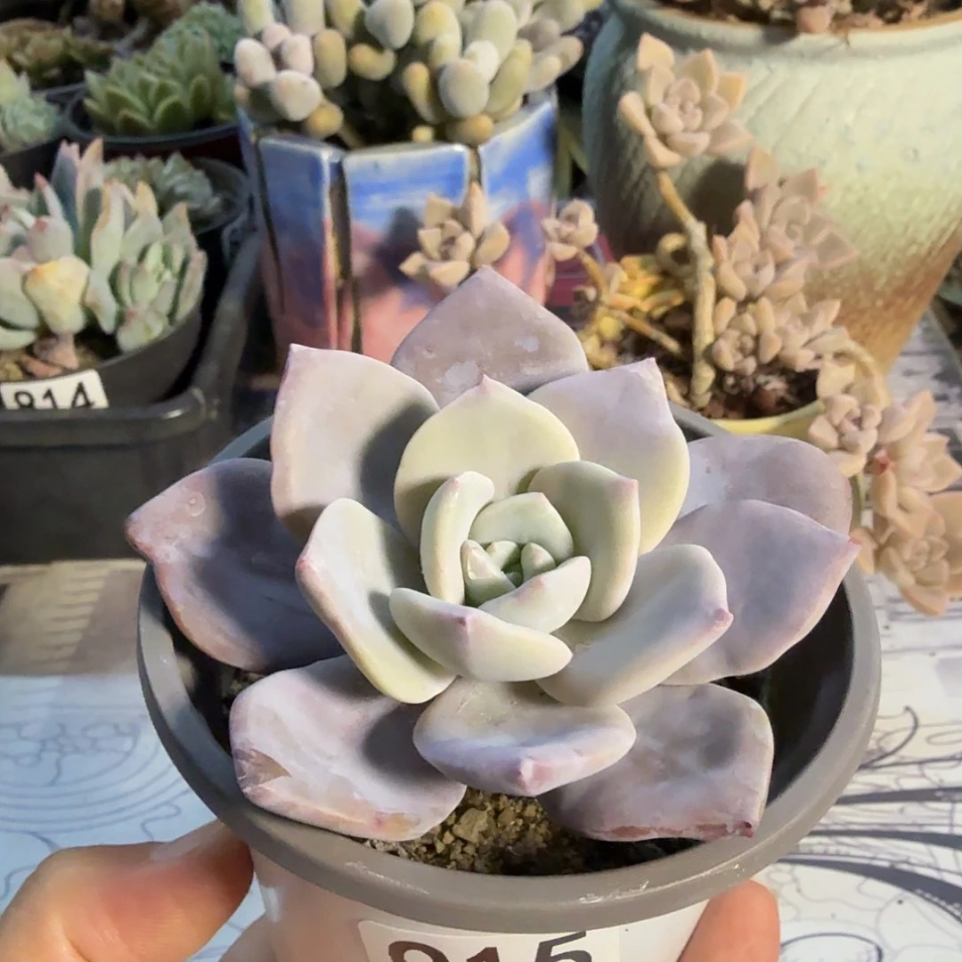 915八公分红茶满20包邮