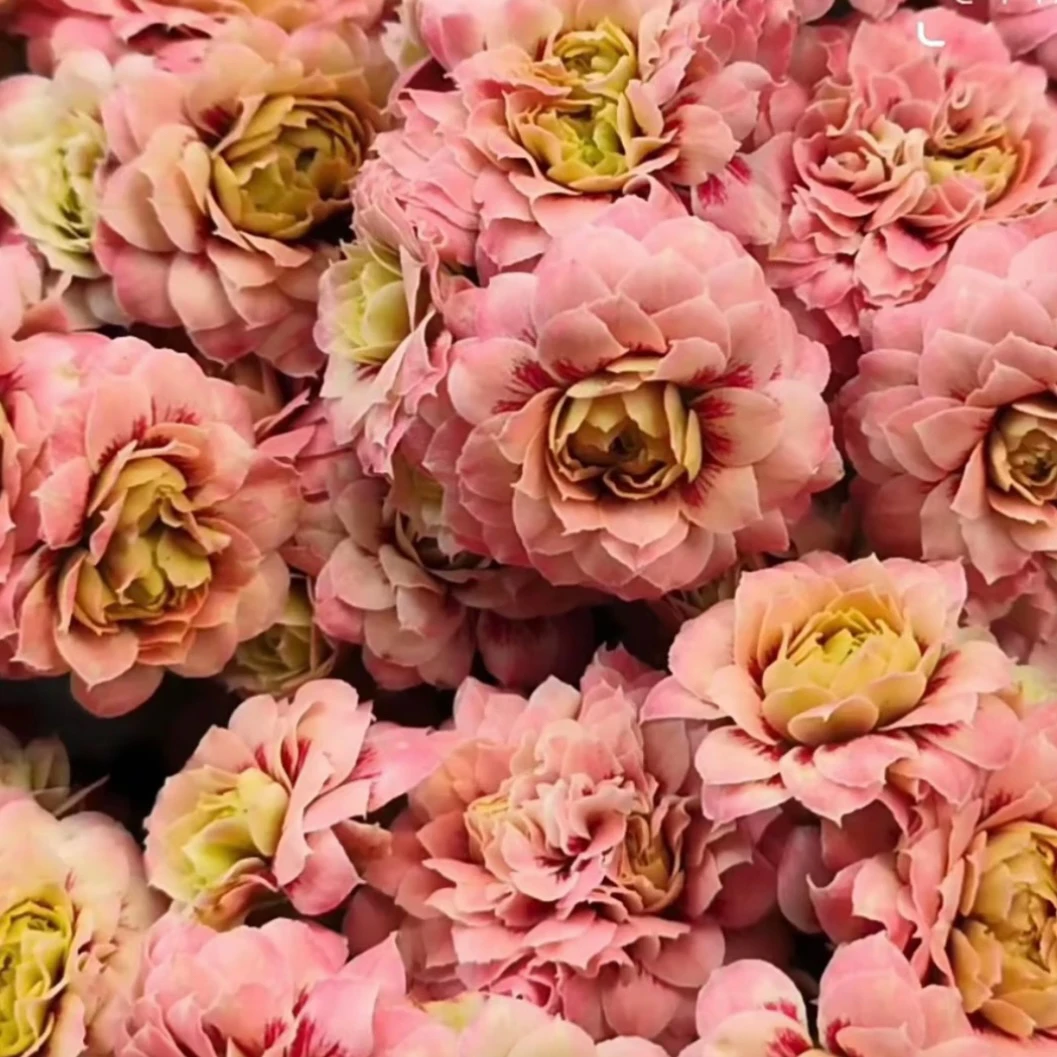 长寿花～【牡丹台】
