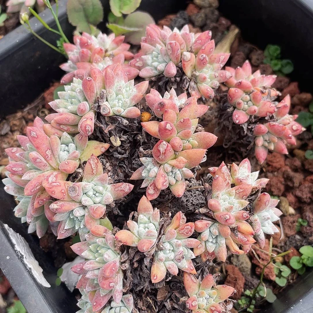 各诺马多头老桩957