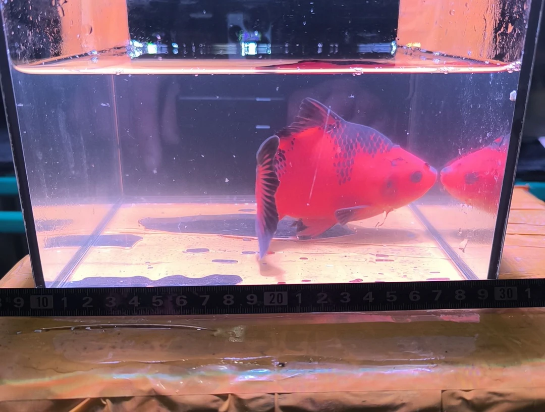 海水鱼品相自鉴全场包邮