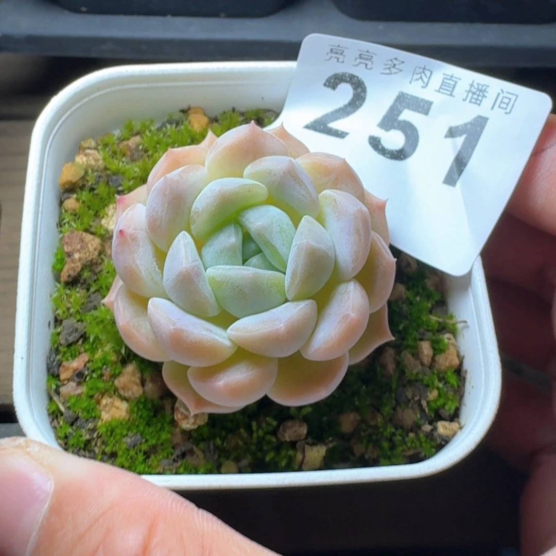 慢***慢      下播福利拍够包邮发货