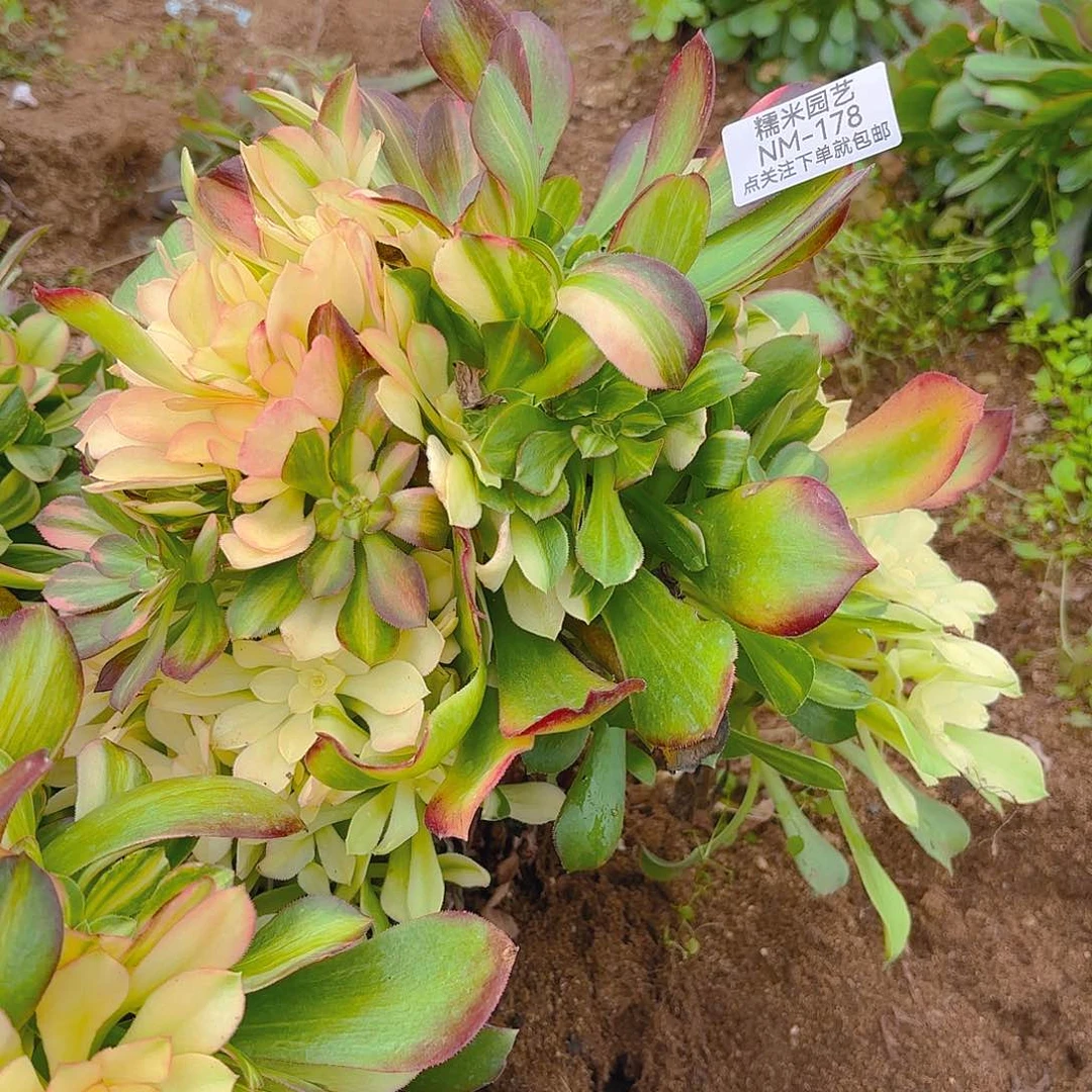 绍七彩砍头群多肉植物178