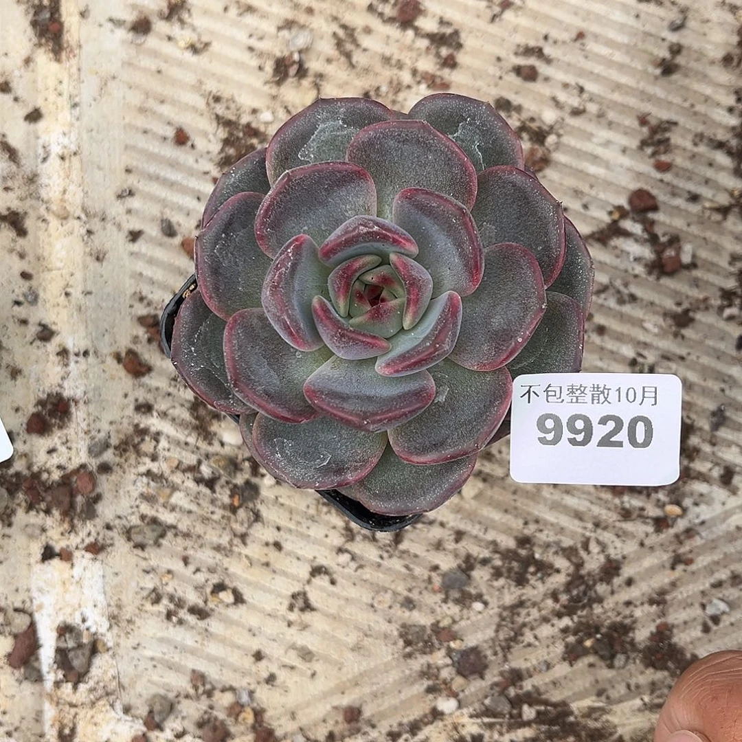 阿雅园艺。      9921暗黑骑士