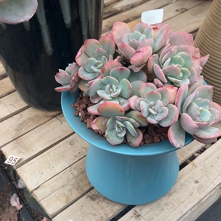 碧***）120血凤脱土发不退不换