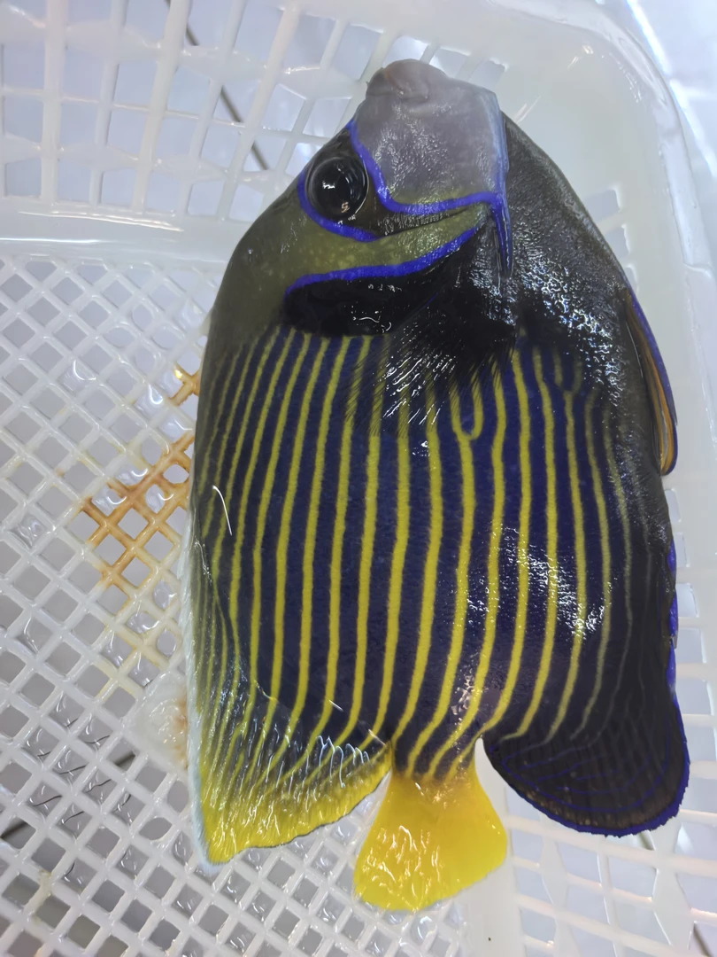 皇后直纹 检疫完毕