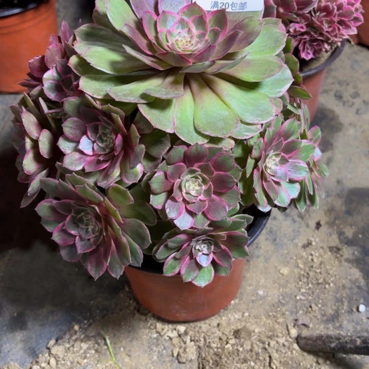 瑞妈，，。。。。。。841莲花座，