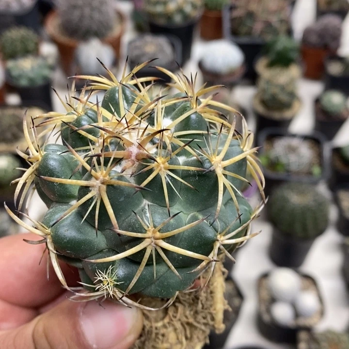 实生天丝象牙特价2