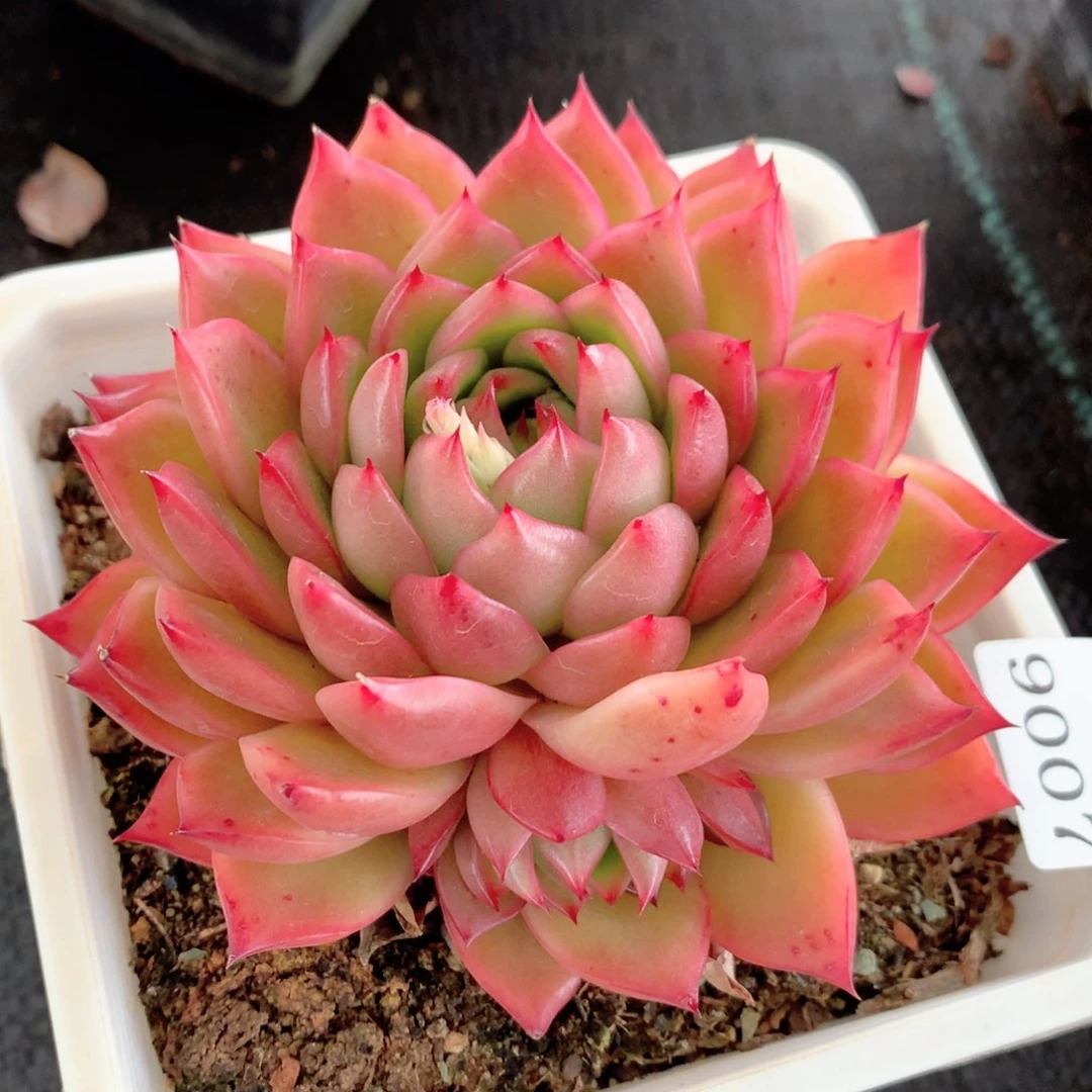 9007杂交多肉植物基地