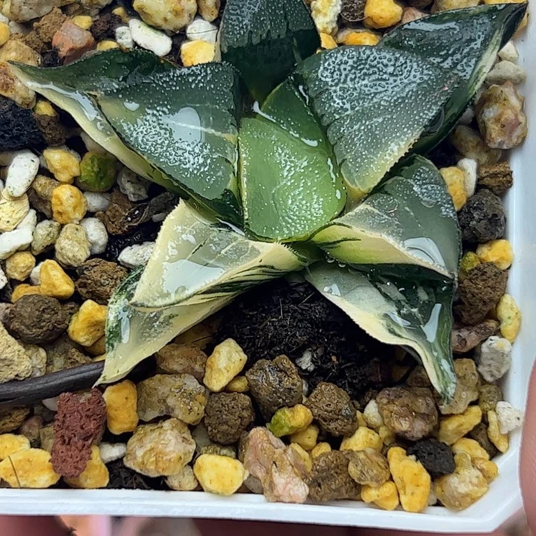 中岛克锦十二卷多肉植物