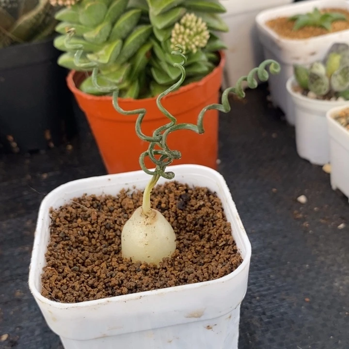 钢丝弹簧草，脱土发货