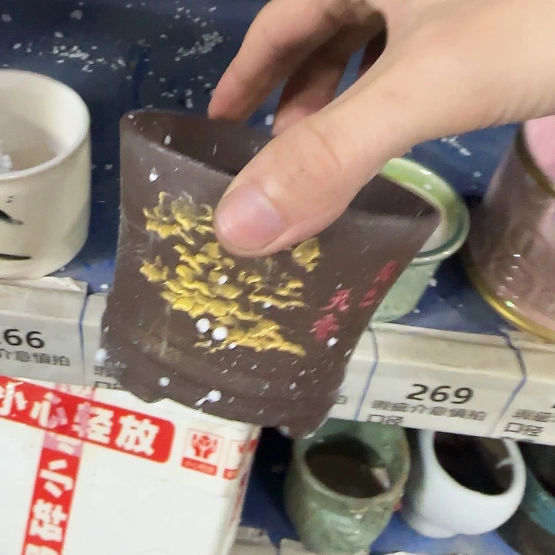 福利局绿植多肉盆［凑9元包邮24小时发］267