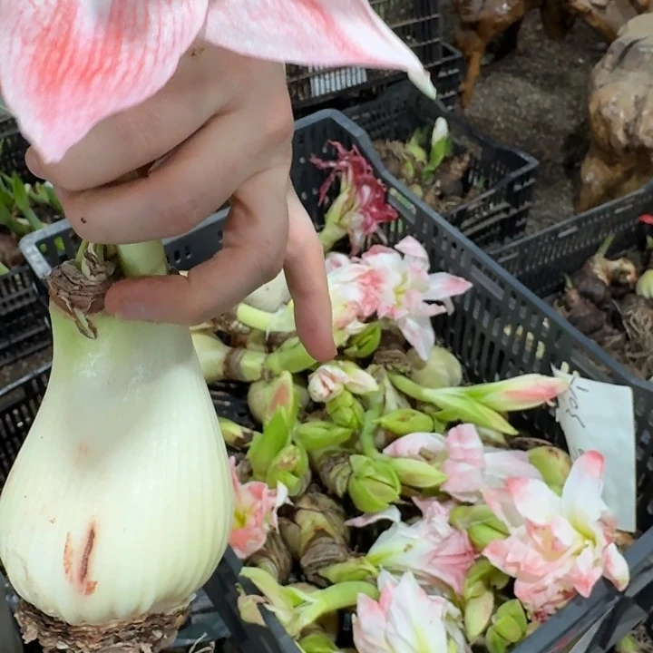 超级戴斯7cm直径花后