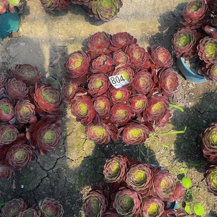 黑魔花27-37包邮花花