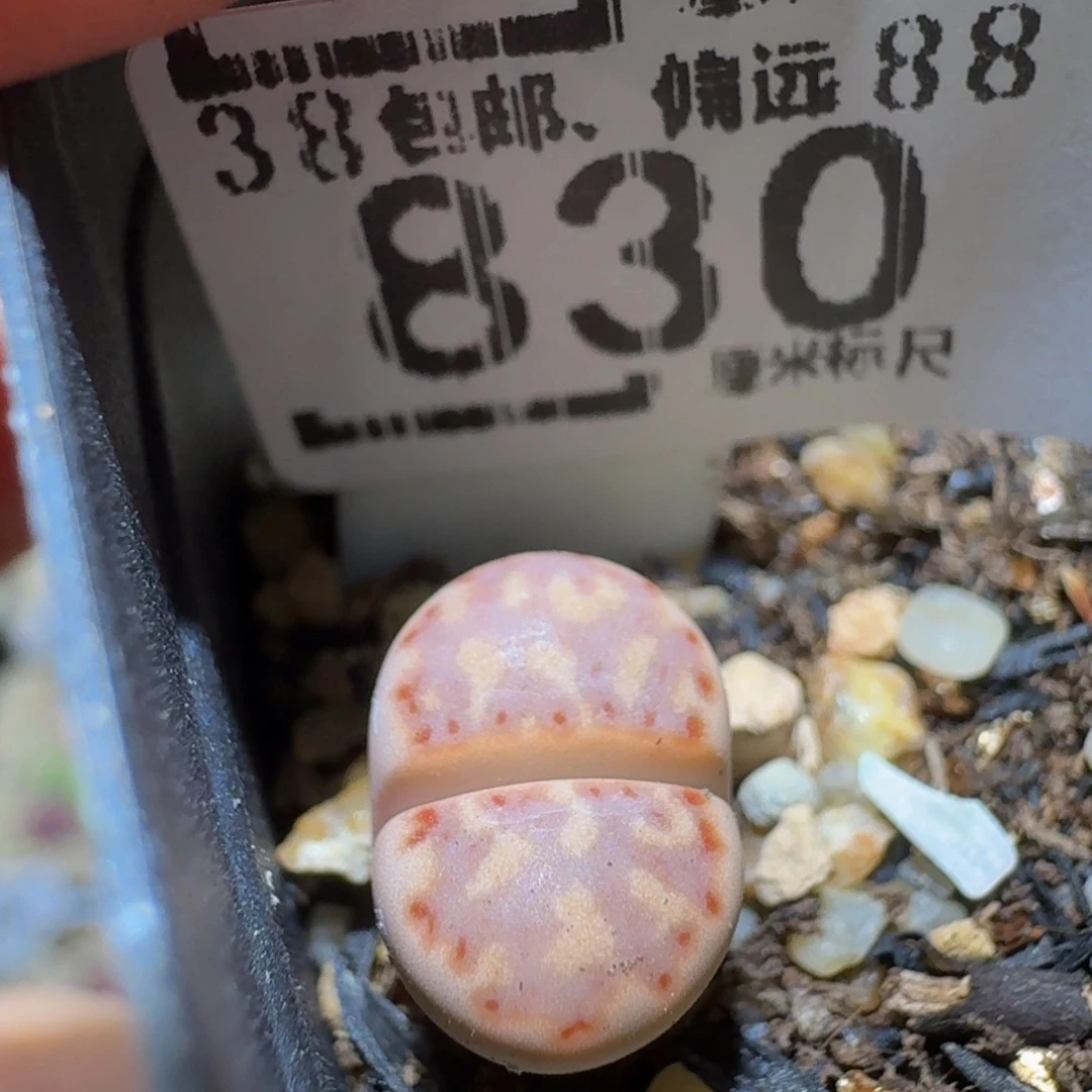 Sssss精品生石花830
