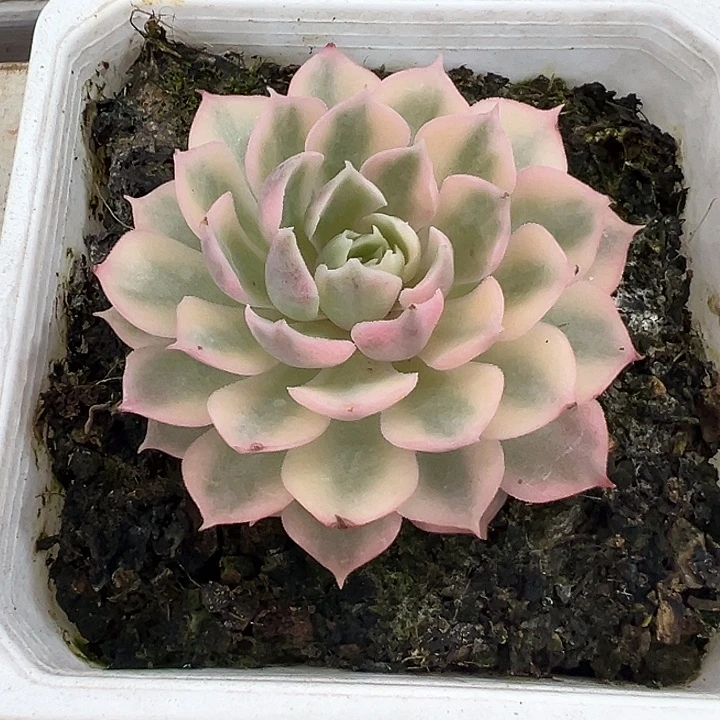 沙漠玫瑰锦38包邮多肉