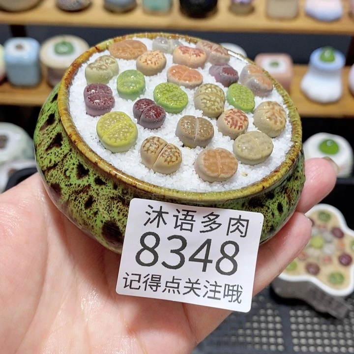 带盆土植物 精美盆栽8348