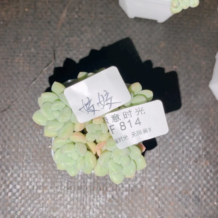 双***姣814 带陶瓷盆发货 满28包邮