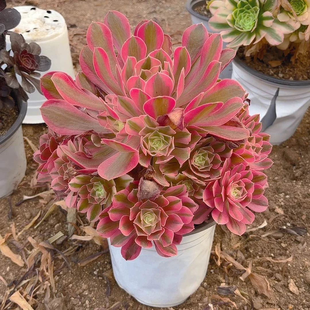 香妃多肉植物手捧