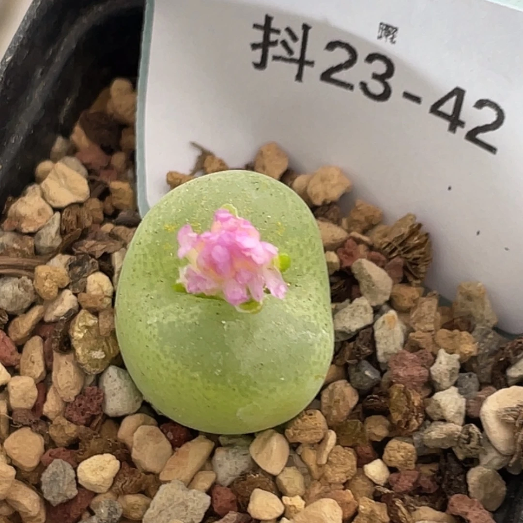 23-42翠光多肉植物