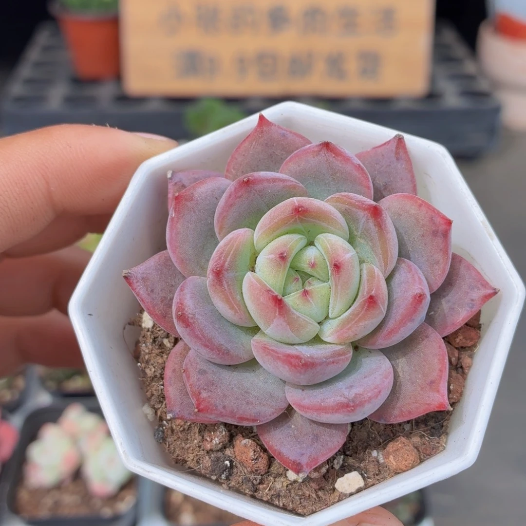 红鸾多肉9.9包邮发货