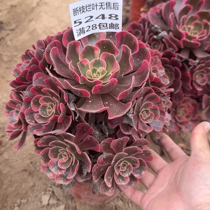 5248二号棚爱神多肉O