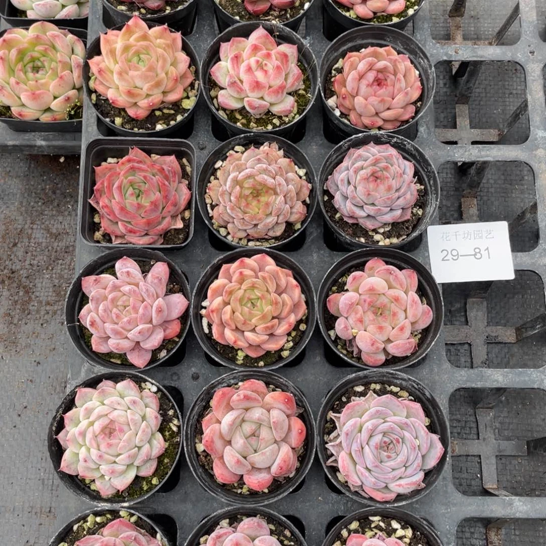 一物一拍18颗29-81