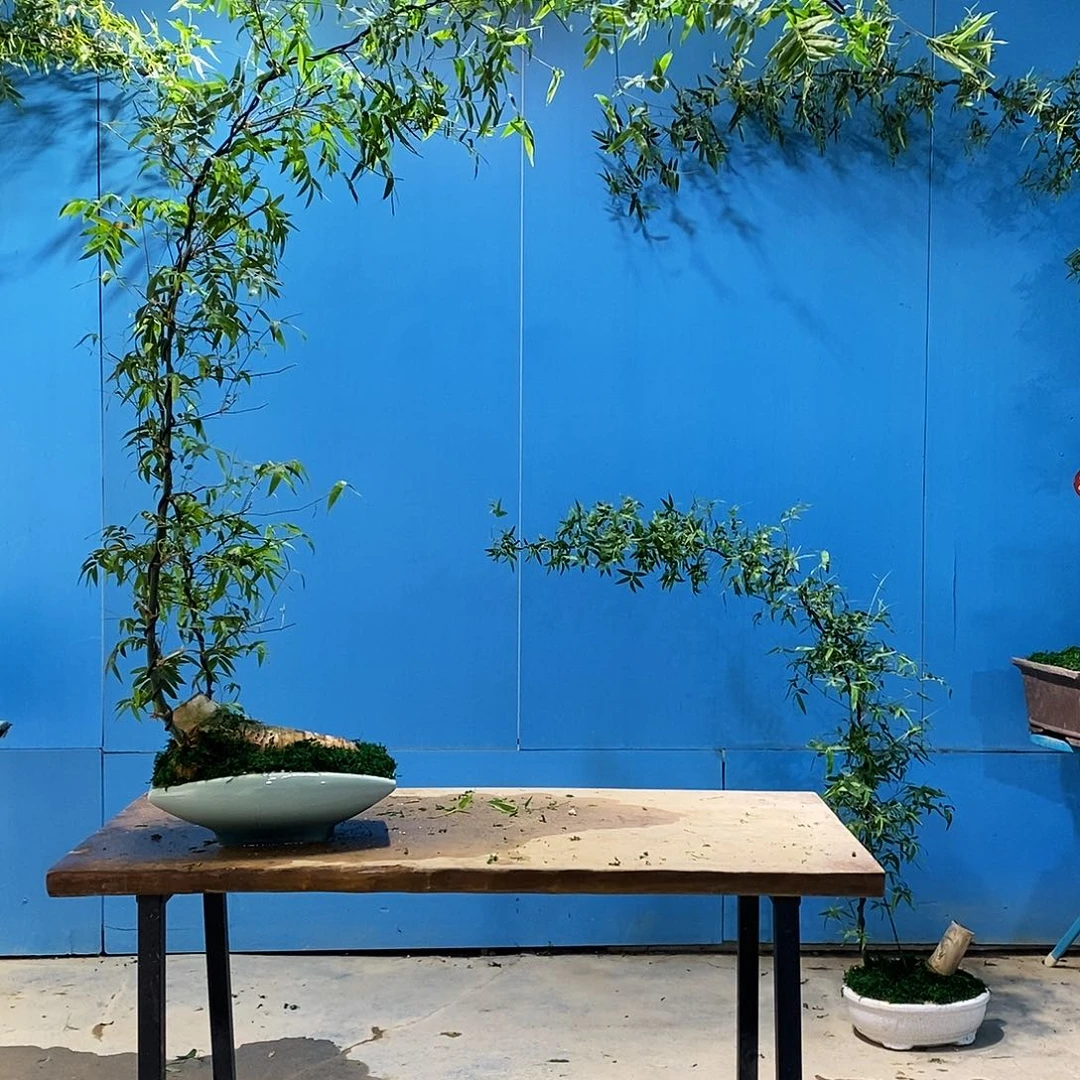 水**色小叶簕竹一物一拍