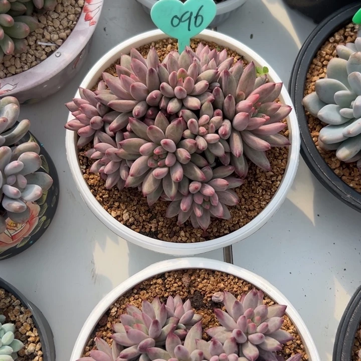 优***雅多肉植物一物一拍