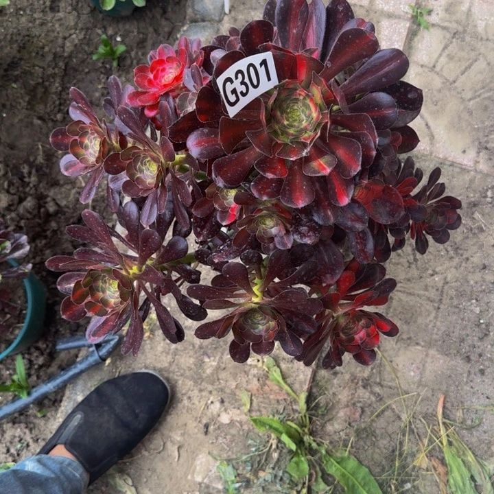 花蝴蝶花30-37包邮花花