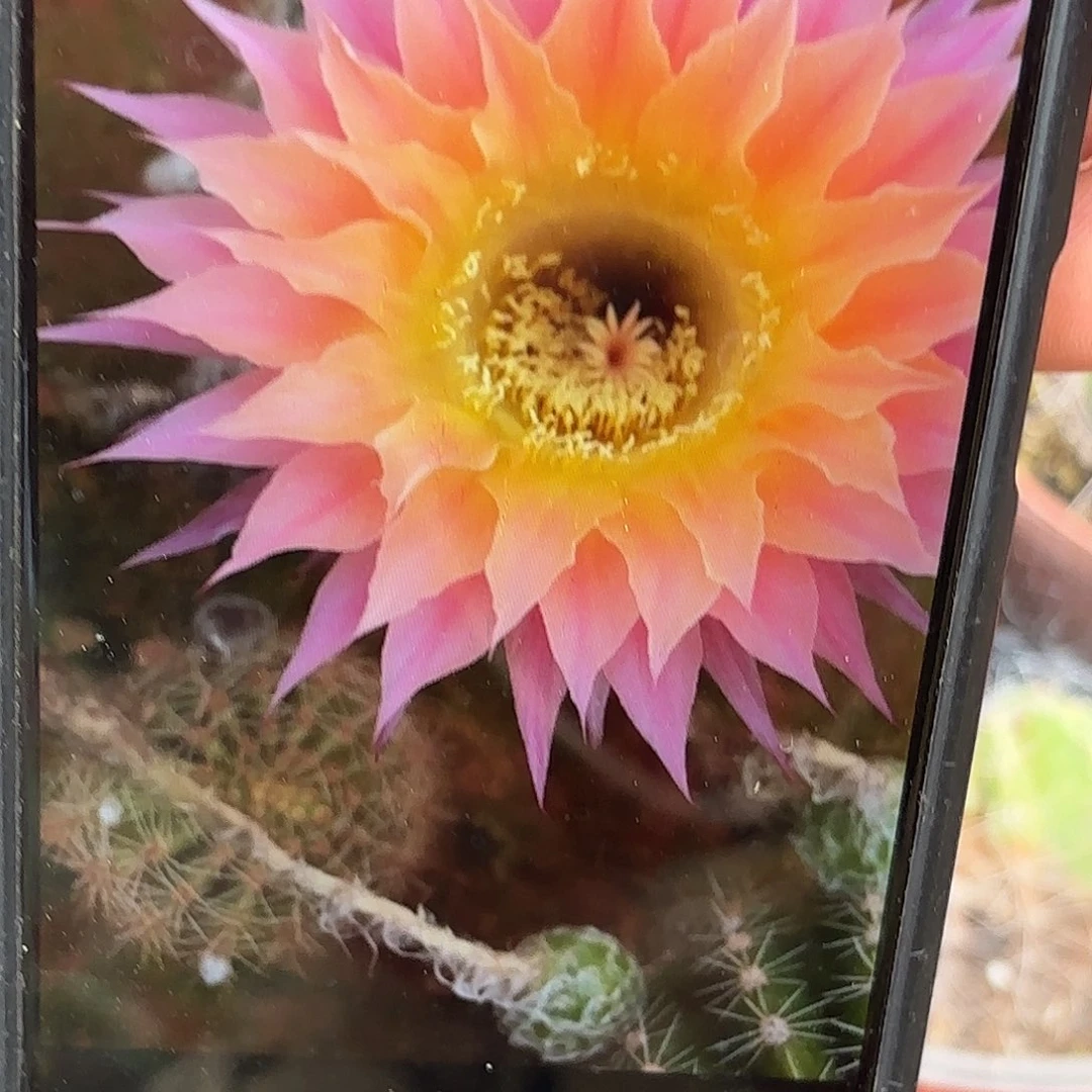 带根放色源20包邮仙人球4-5公分