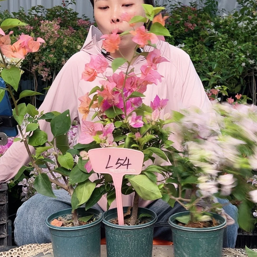 向****大部分花苞少量开放L54组合