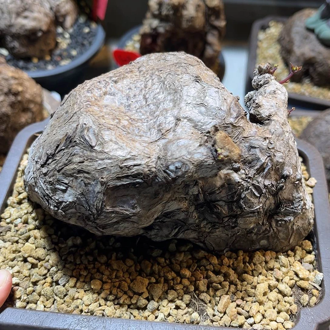 潮流植物 一叶龟 岩石款