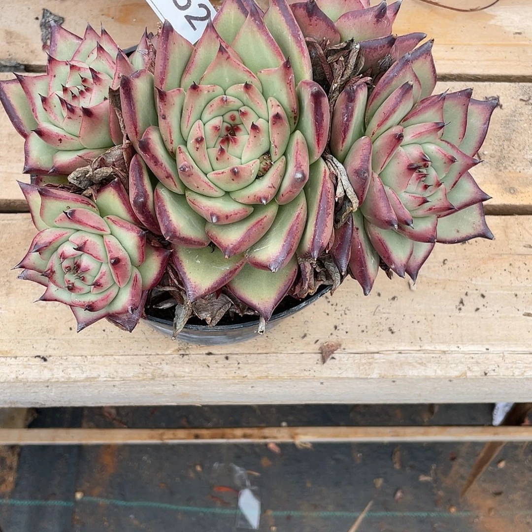 若如东云组拍D962