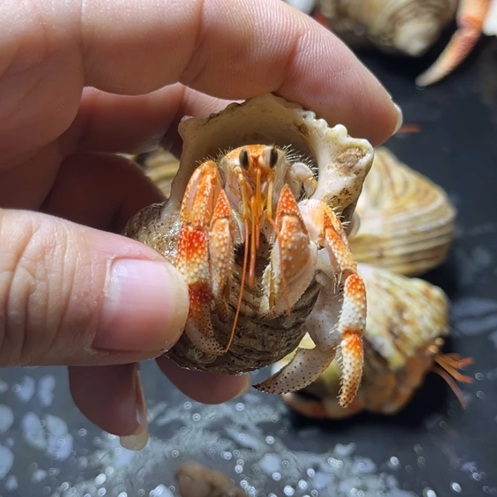 闪1号毛球2.0口径